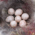 Van nestjes bouwen en eitjes leggen, tot uitvliegende jongen