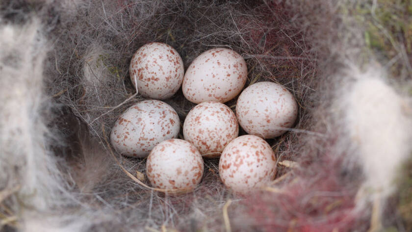 Nest met Pimpelmees eieren