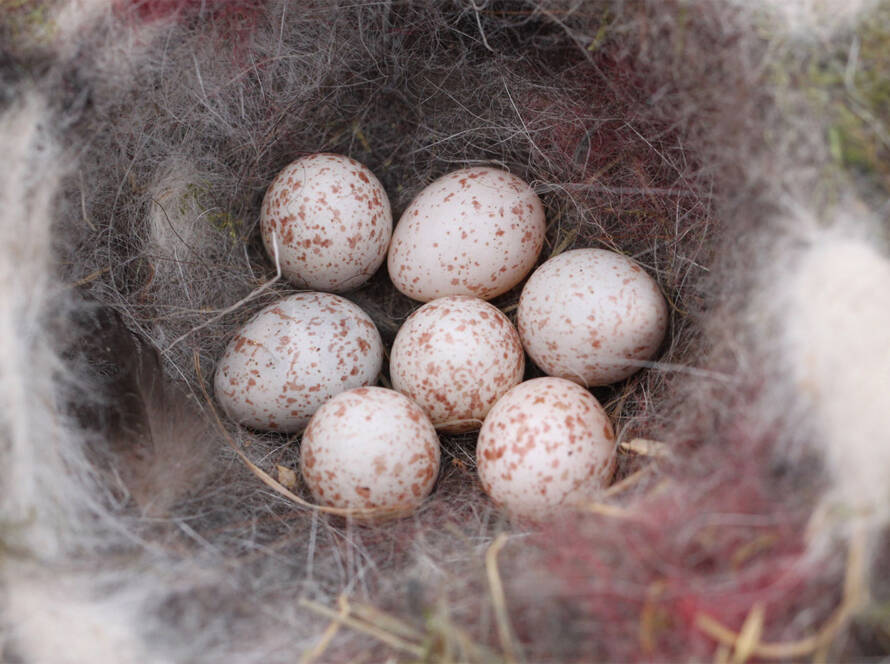 Nest met Pimpelmees eieren